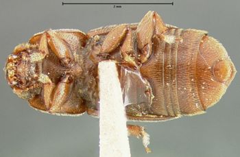 Media type: image;   Entomology 24483 Aspect: habitus ventral view